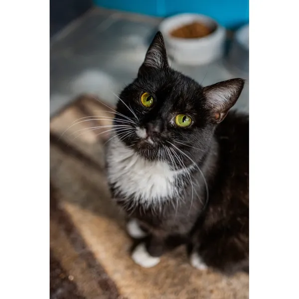 Znaleziono kota, Białystok, 29 maja 2024 (3/5)