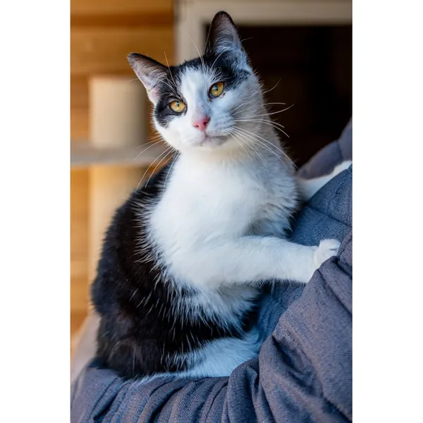 Znaleziono kota, Białystok, 9 sierpnia 2024 (4/4)