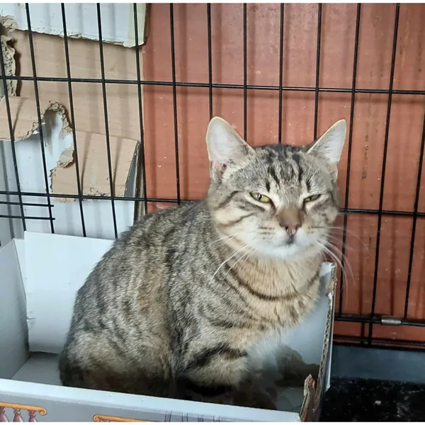 Znaleziono kota, Białystok, 3 lipca 2024 (1/2)