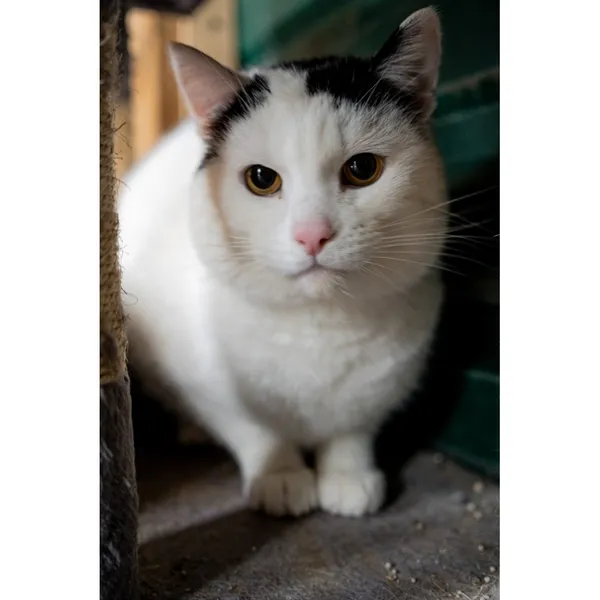 Znaleziono kota, Białystok, 12 października 2024 (2/2)