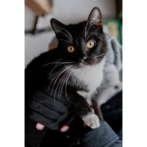 Znaleziono kota, Białystok, 5 sierpnia 2024 (3/5)