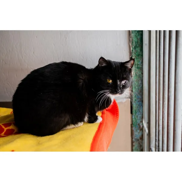 Znaleziono kota, Białystok, 18 lipca 2024 (5/5)