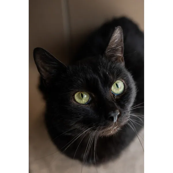 Znaleziono kota, Białystok, 5 grudnia 2024 (1/5)