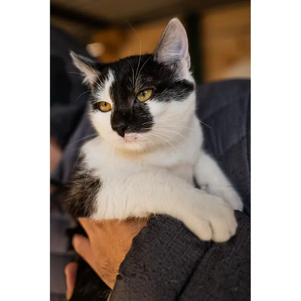 Znaleziono kota, Białystok, 15 października 2024 (1/5)