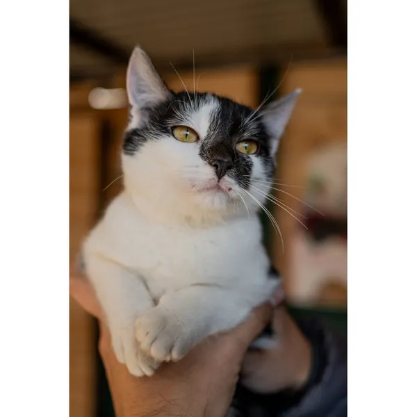 Znaleziono kota, Białystok, 15 października 2024 (5/5)