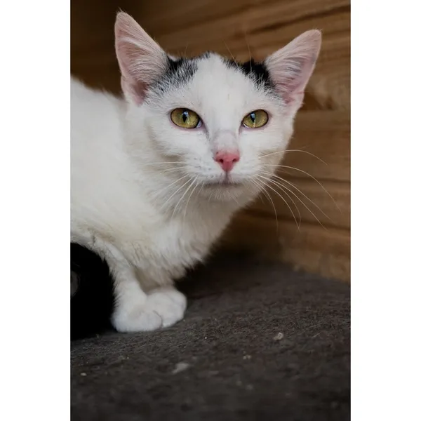 Znaleziono kota, Białystok, 23 grudnia 2024 (2/4)