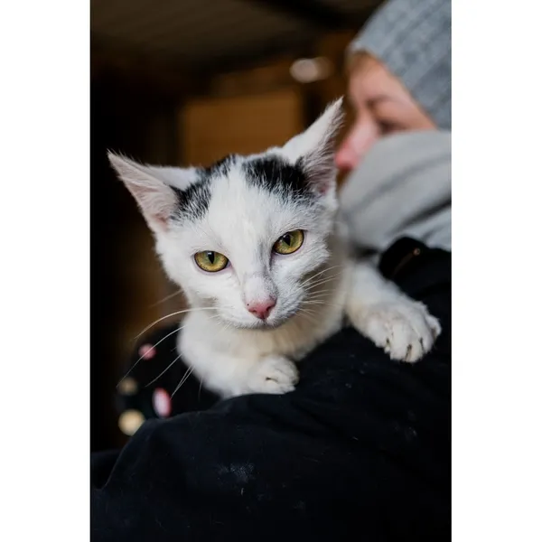 Znaleziono kota, Białystok, 23 grudnia 2024 (3/4)