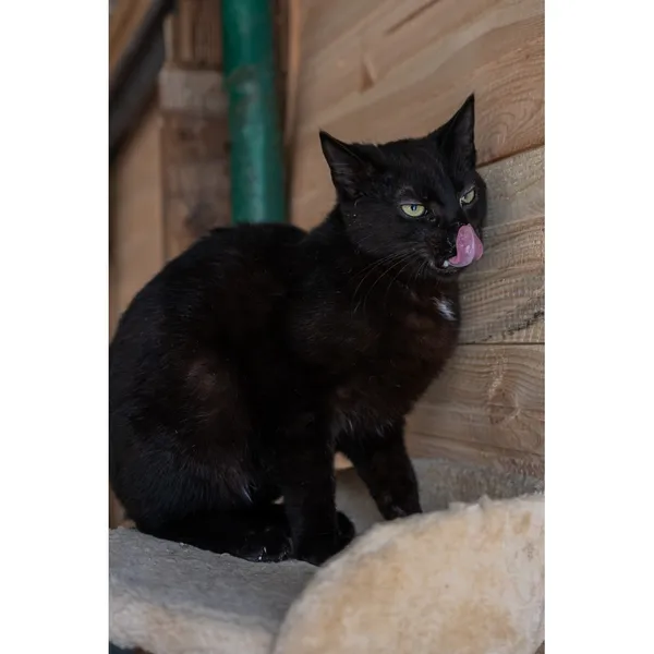 Znaleziono kota, Białystok, 23 grudnia 2024 (3/3)