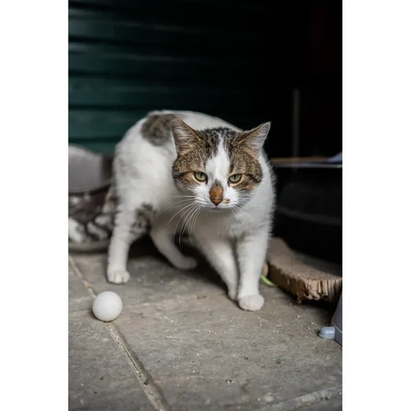 Znaleziono kota, Białystok, 23 stycznia 2025 (2/3)