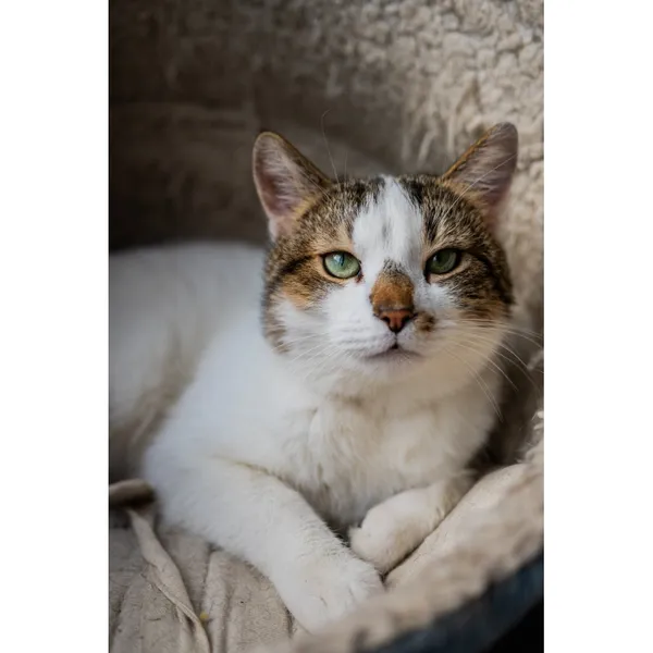 Znaleziono kota, Białystok, 23 stycznia 2025 (3/3)