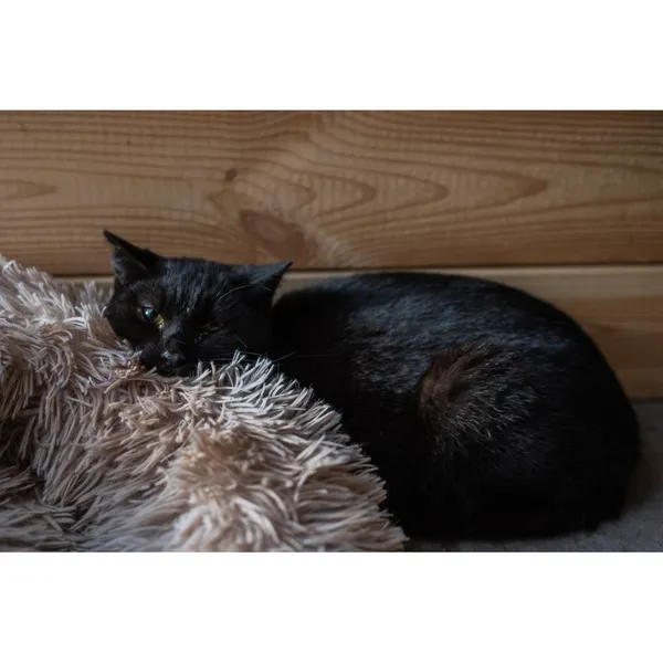 Znaleziono kota, Białystok, 12 sierpnia 2024 (2/4)