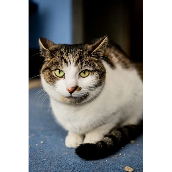 Znaleziono kota, Białystok, 12 listopada 2024 (2/5)