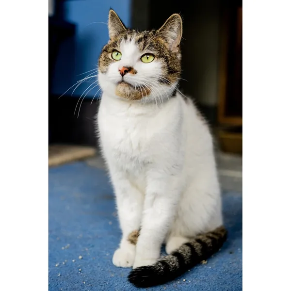 Znaleziono kota, Białystok, 12 listopada 2024 (3/5)