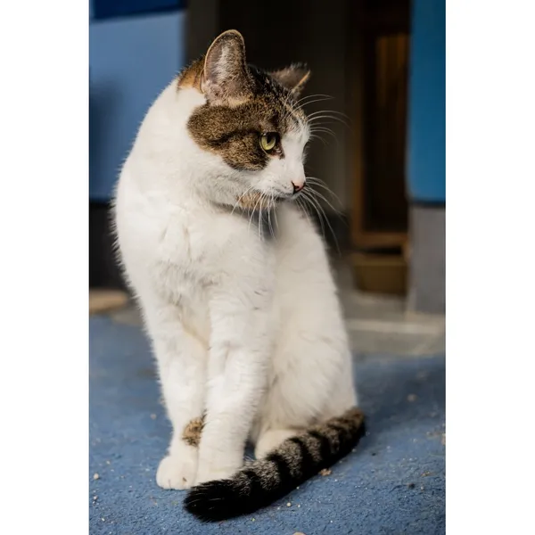 Znaleziono kota, Białystok, 12 listopada 2024 (5/5)