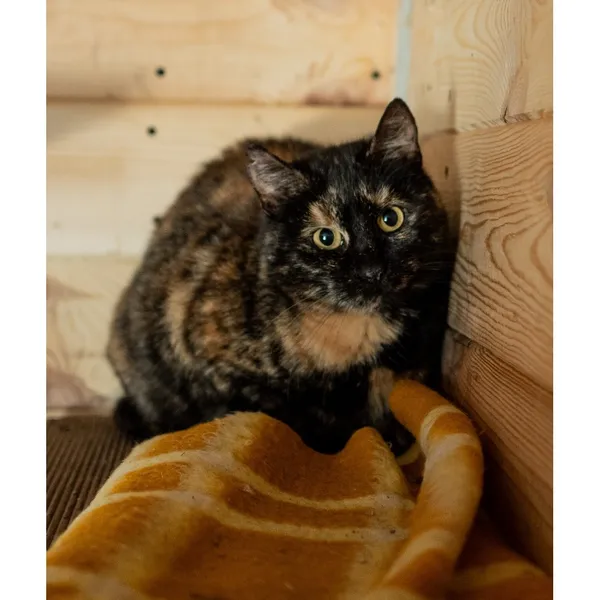 Znaleziono kota, Białystok, 4 grudnia 2024 (1/3)