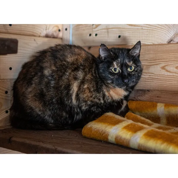 Znaleziono kota, Białystok, 4 grudnia 2024 (3/3)