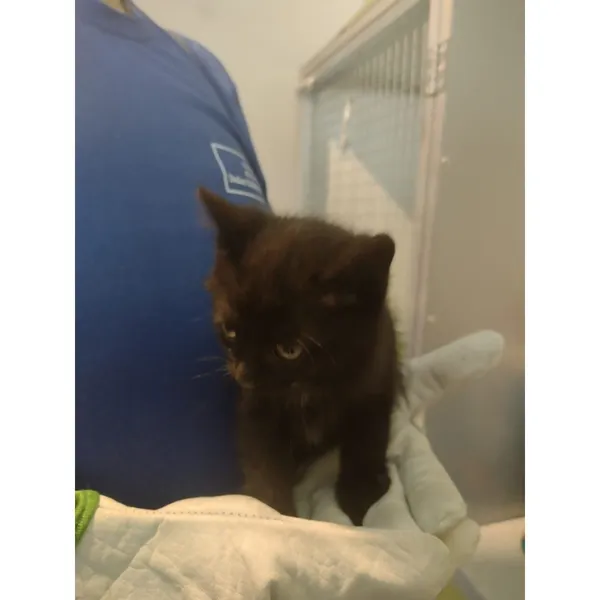 Znaleziono kota, Białystok, 14 czerwca 2025