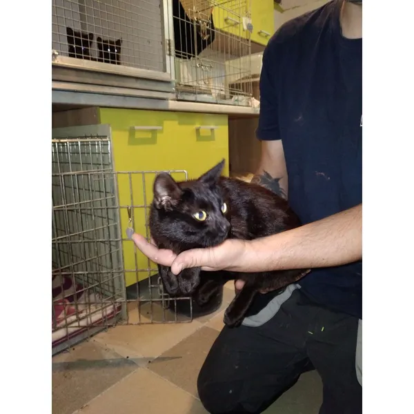 Znaleziono kota, Białystok, 2 lipca 2025