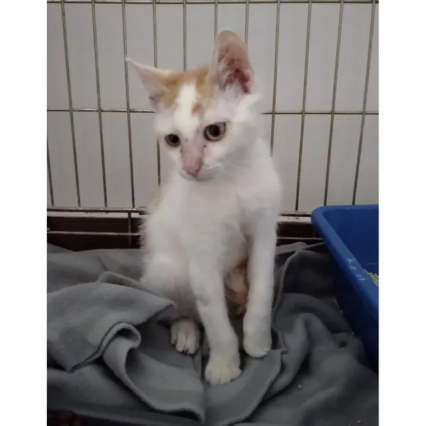 Znaleziono kota, Białystok, 9 lipca 2025