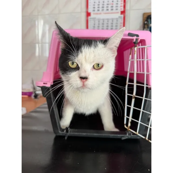 Znaleziono kota, Białystok, 12 lipca 2025