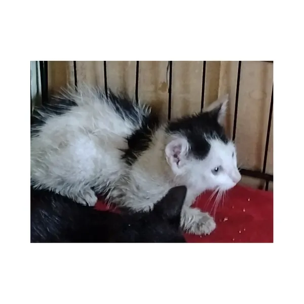 Znaleziono kota, Białystok, 15 lipca 2025