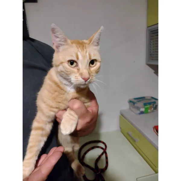 Znaleziono kota, Białystok, 19 lipca 2025