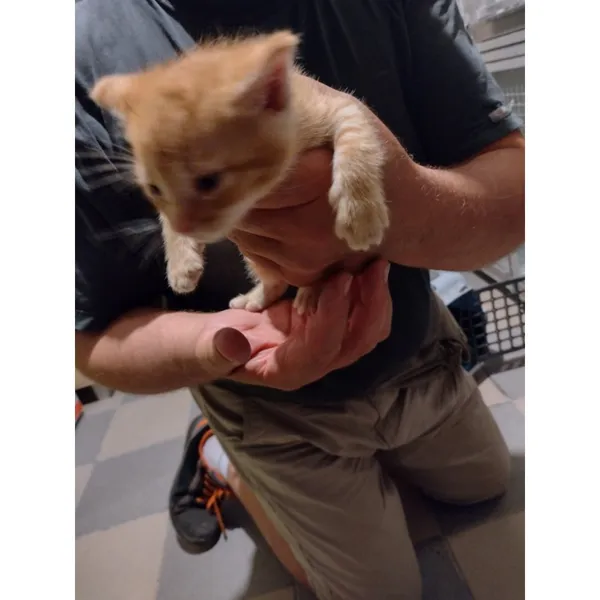 Znaleziono kota, Białystok, 19 lipca 2025