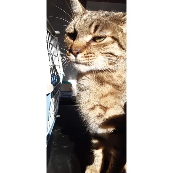 Znaleziono kota, Białystok, 27 sierpnia 2025