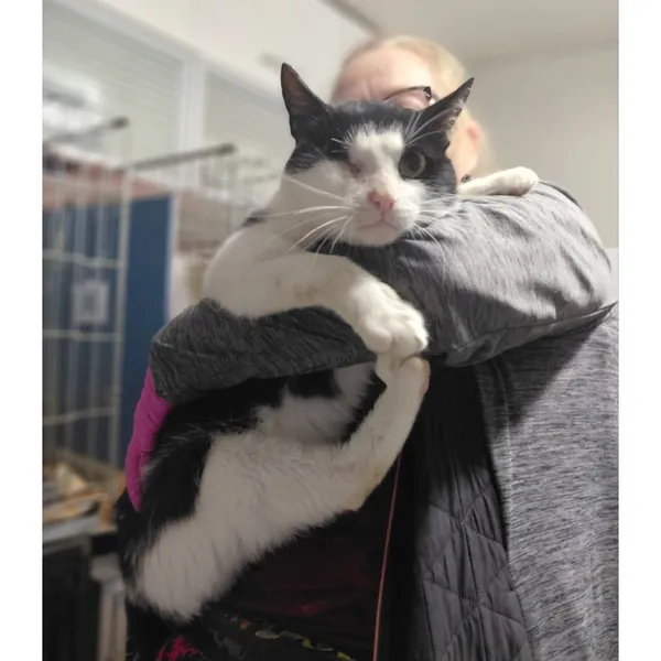 Znaleziono kota, Białystok, 26 sierpnia 2025