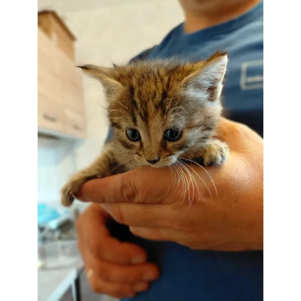 Znaleziono kota, Białystok, 17 września 2025