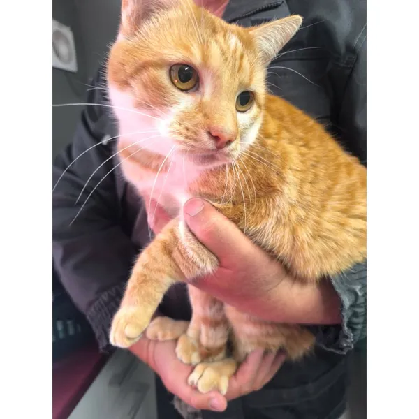 Znaleziono kota, Białystok, 24 września 2025