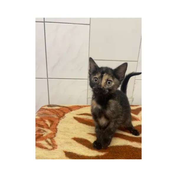 Znaleziono kota, Białystok, 4 września 2025