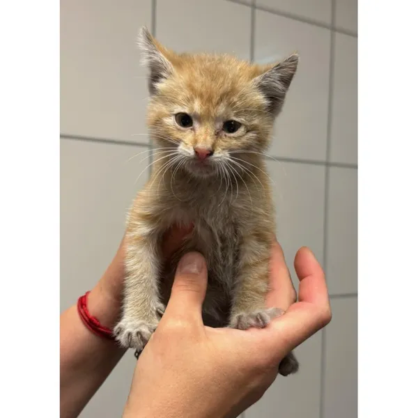 Znaleziono kota, Białystok, 23 września 2025