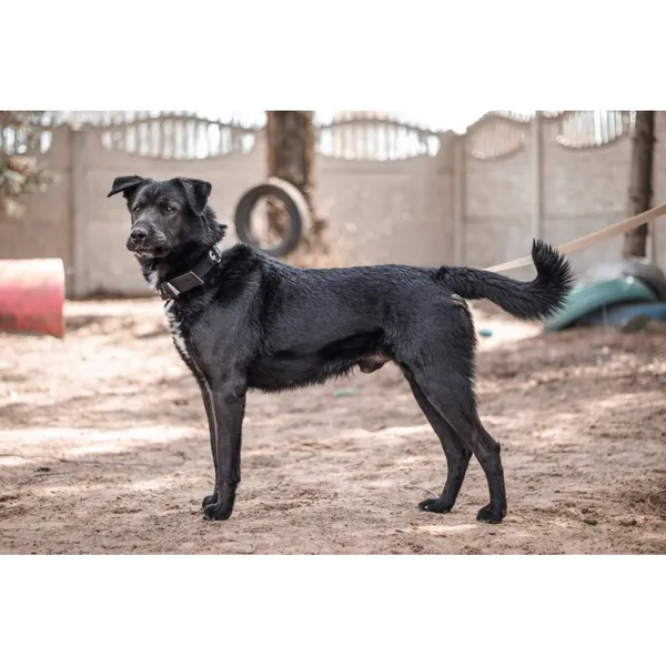 Znaleziono psa, Białystok, 10 stycznia 2025 (4/4)