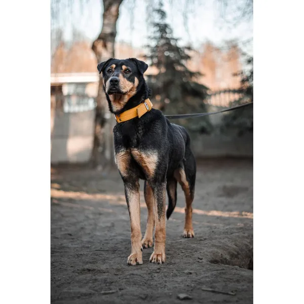 Znaleziono psa, Białystok, 19 lutego 2025 (1/5)