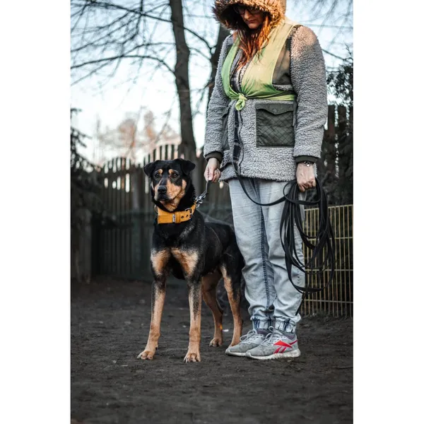 Znaleziono psa, Białystok, 19 lutego 2025 (2/5)