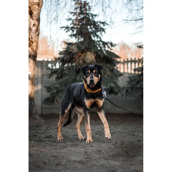 Znaleziono psa, Białystok, 19 lutego 2025 (4/5)