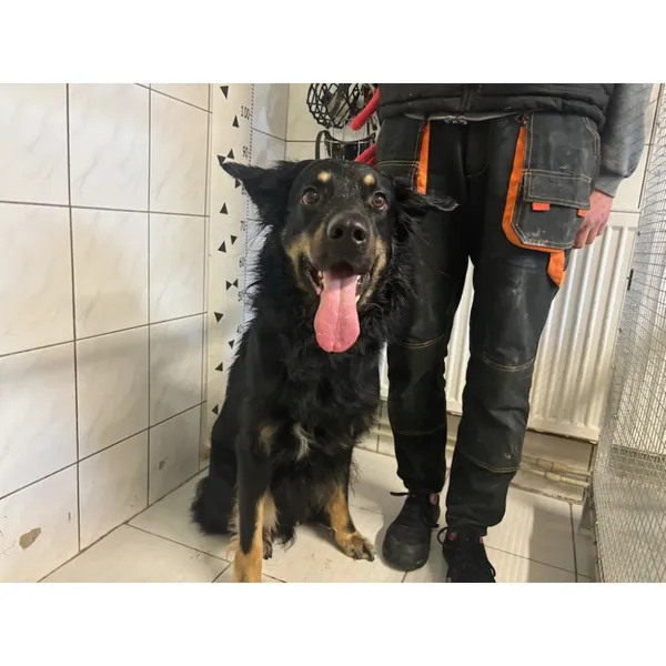 Znaleziono psa, Białystok, 4 maja 2025 (1/4)