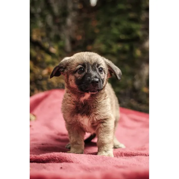 Znaleziono psa, Białystok, 13 sierpnia 2025 (1/5)