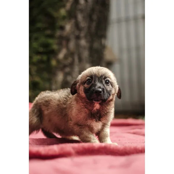 Znaleziono psa, Białystok, 13 sierpnia 2025 (2/5)