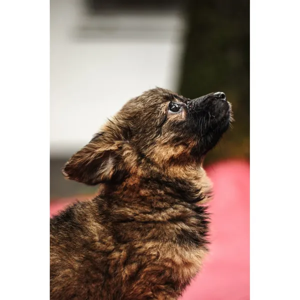 Znaleziono psa, Białystok, 13 sierpnia 2025 (5/5)