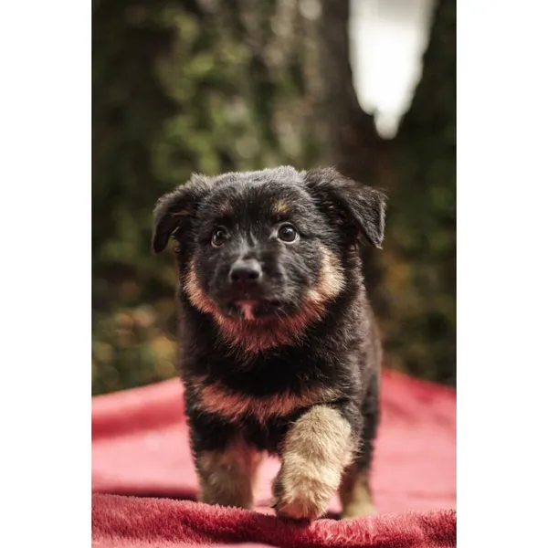 Znaleziono psa, Białystok, 13 sierpnia 2025 (1/5)