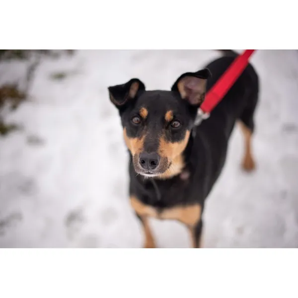 Znaleziono psa, Białystok, 1 stycznia 2024 (1/5)