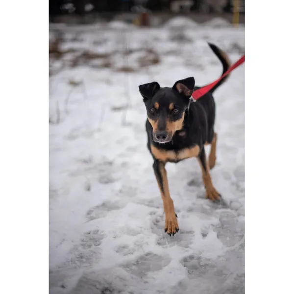 Znaleziono psa, Białystok, 1 stycznia 2024 (3/5)