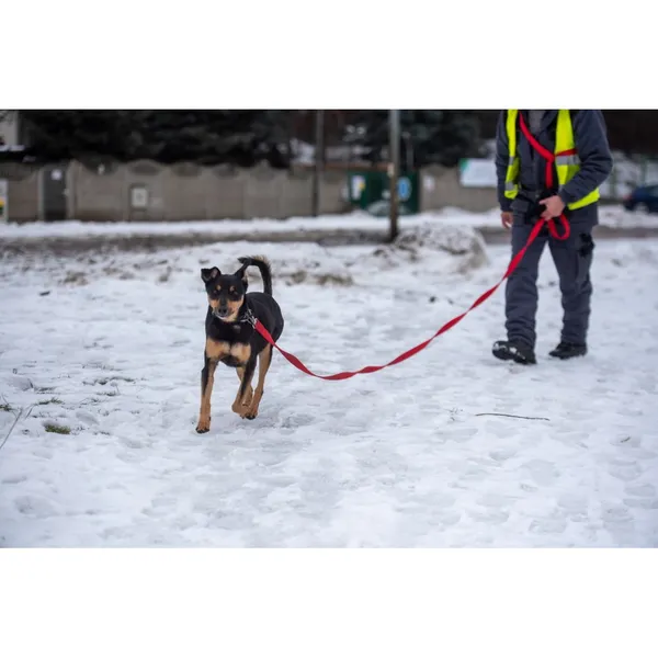 Znaleziono psa, Białystok, 1 stycznia 2024 (4/5)