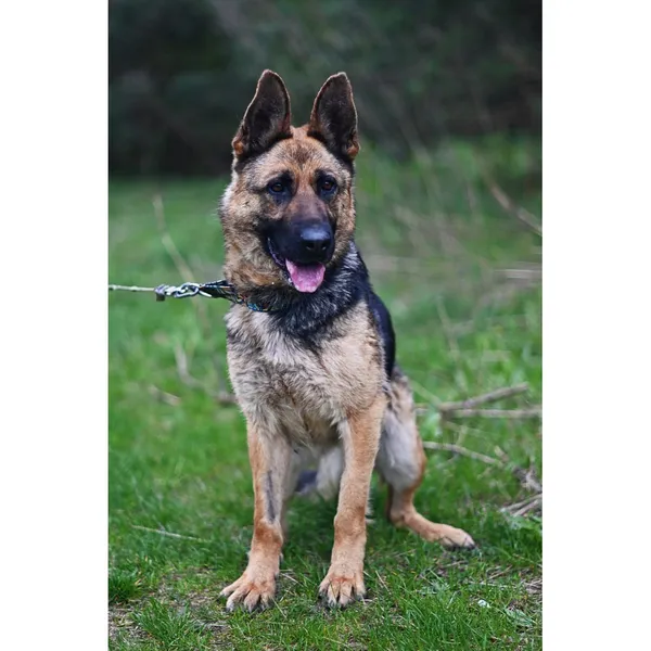 Znaleziono psa, Białystok, 25 lutego 2024 (2/5)