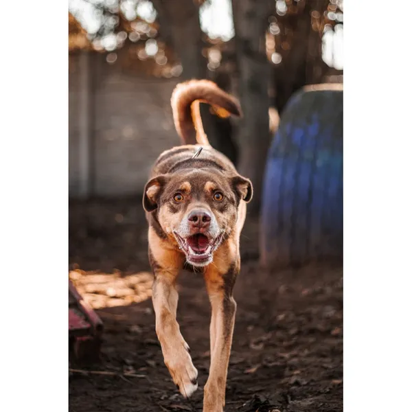 Znaleziono psa, Białystok, 14 października 2024 (1/4)