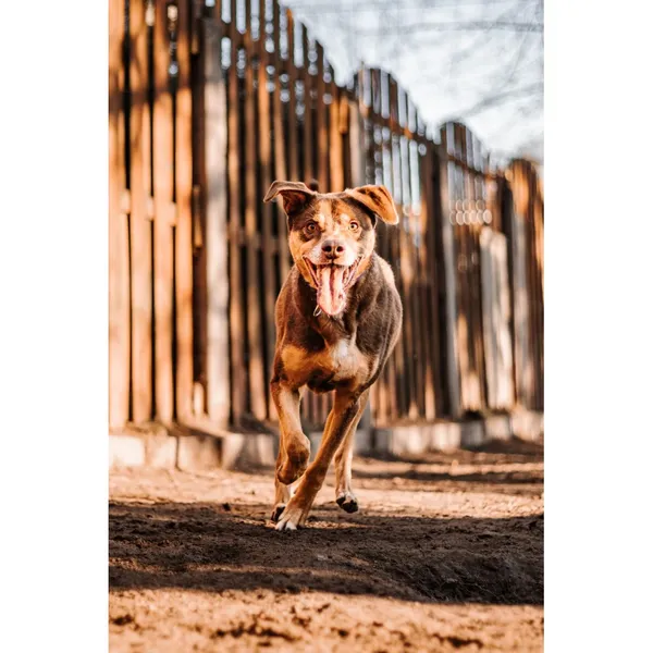 Znaleziono psa, Białystok, 14 października 2024 (2/4)