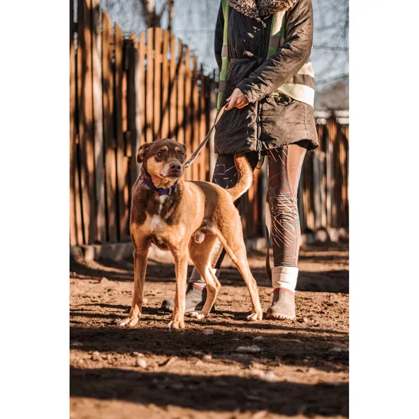 Znaleziono psa, Białystok, 14 października 2024 (3/4)