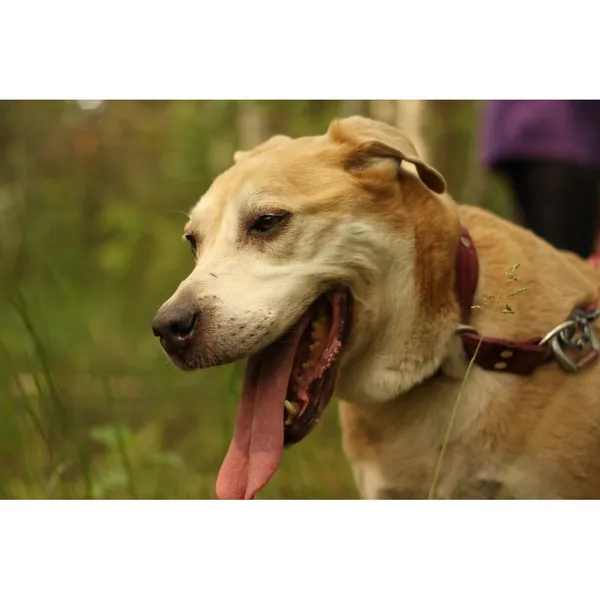 Znaleziono psa, Białystok, 22 października 2024 (1/4)